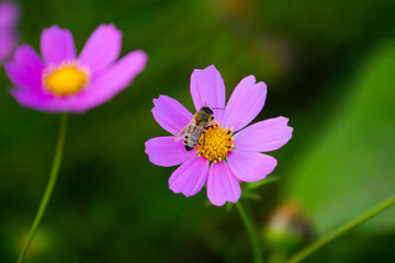 Fototapeta premium flowers, pink flower, bee on flower, insects, flower close-up