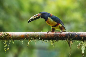 The collared aracari or collared araçari (Pteroglossus torquatus) is a toucan, a near-passerine bird. It breeds from southern Mexico (North America) to Panama; also Ecuador, Colombia, Venezuela