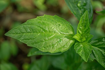 Vibrant green leaf with water droplets clinging to its surface, capturing the essence of nature's beauty