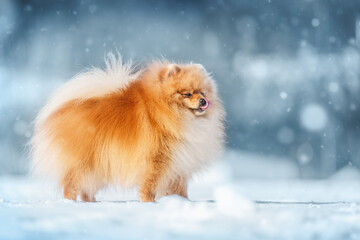 A Pomeranian Spitz on snowy ground licking its lips as snow falls, capturing winter's charm.