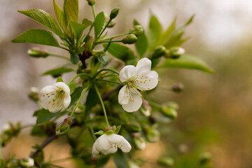 blooming cherry, white flowers, cherry blossoms