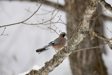 冬の森で枝にとまるカケス