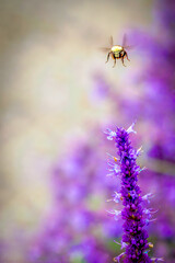 close-up of a bumble bee landing on a purple flower