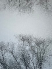 A shadowing tree background 