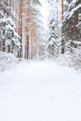 Fototapeta premium Snow covered trees in winter forest path. Winter landscape concept. Image for banner, card and social media with copy space.