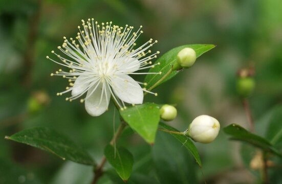 White Yellow Flower with Bud Green Leaves Nature Flora Starburst Myrtle Myrtus communis