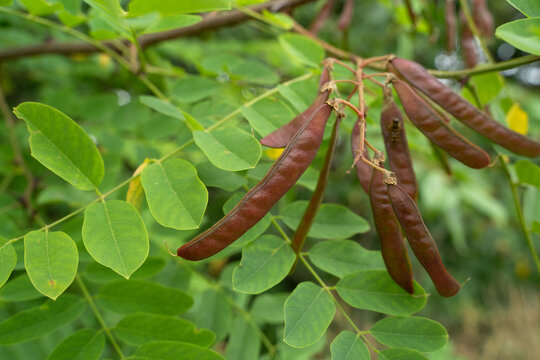 Brown robinia pseudoacacia fruits false acacia tree