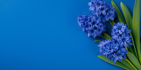 Fototapeta premium Blue hyacinth flowers with green leaves on bright blue background. Spring garden concept. Image for banner, card and floral advertisement. Close up view with copy space.