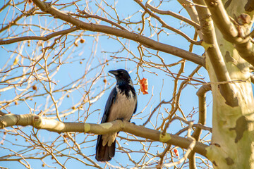 white chest crow on the bare branch of tree in the winter