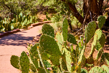 Prickly Pear Cacti on Desert Trail in Zion National Park Eye-Level View