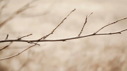 Close-up of a bare, brown branch against a blurred background.