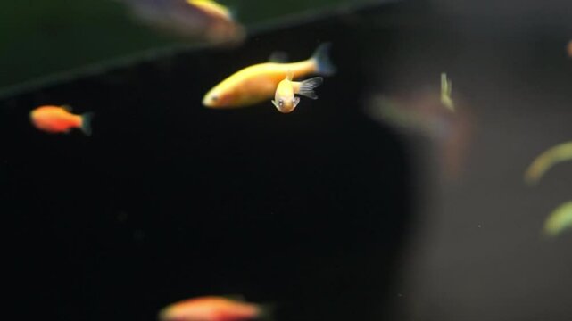 4K recording
Zebrafish or Danio rerio
is swimming in a large aquarium.
