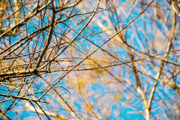 close-up view of  bare branches and  yellow leaves of tree  in the blue sky 