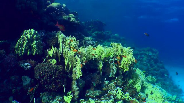 The camera slowly zooms in on a large colony of Net Fire Coral (Millepora dichotoma) on a picturesque coral reef slope.