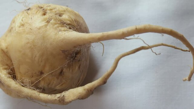 Maca tubers from Peru against a white background