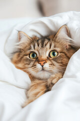 Naklejka premium Cat peeking under white cotton bedding sheet. Home textile and linen concept. Image for advertisement and textile branding. Banner view with copy space.