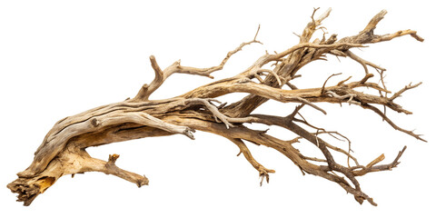 dead tree isolated on white background