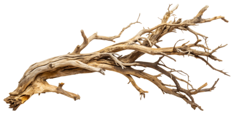 dead tree isolated on white background