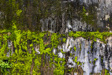 Obraz premium Moss-covered concrete wall with natural texture and vivid green patterns
