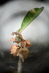 desert flower,dry plant, blurred image, blurred background, Apocynum, Apocynaceae, ornamental plant
