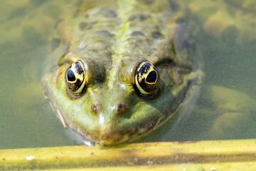 Portrait of an edible frog, Pelophylax kl esculentus