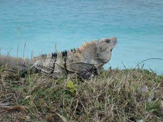 Wild Iguana Reptile Lizard in Grass Near Blue Aqua Ocean Sunny Summer Day