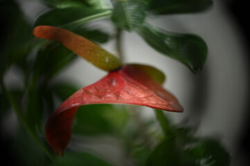 close up of a flower, blurred image, blurred background, ornamental plant, background, Anthurium, Araceae, landscaping, Liliopsida, Magnoliophyta
