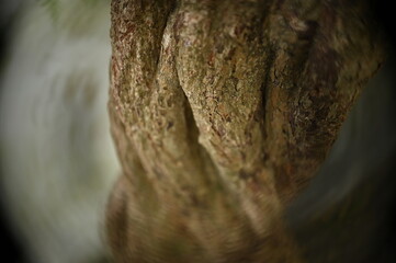 tree in the forest, tree trunk, Malpighia emarginata, blurred image, blurred background, tree bark, abstract background, background, acerola, azerola, pará cherry tree, close up tree