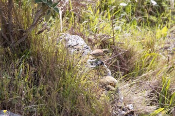 Obraz premium Cirl bunting Emberiza cirlus