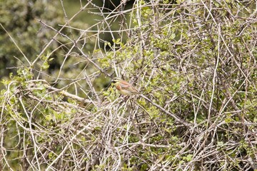 Cirl bunting Emberiza cirlus