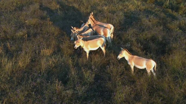 Aerial photography of a group of Onagers (Equus hemionus) standing motionless, illuminated by the evening sun.