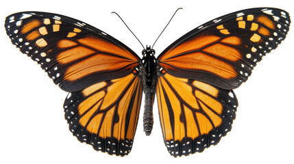 Fototapeta premium Monarch Butterfly in Mid-Flight with Glowing Wings on Transparent Background. Monarch Butterfly PNG