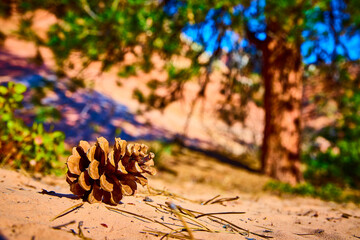 Pine Cone on Sandy Ground in Zion Park Close-Up Perspective