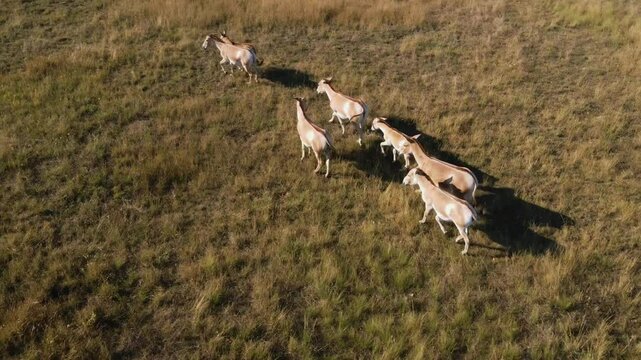 Aerial photography a group of Onagers (Equus hemionus) slowly walks across the steppe, view from above.