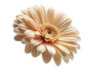 pearl necklace isolated on white