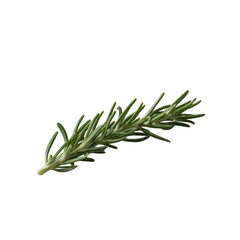 Fototapeta premium Fresh rosemary sprig on gray background detailed needles