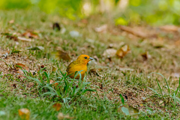 A Sicalis flaveola strolls through the grass, its bright yellow feathers glowing as it forages for food.