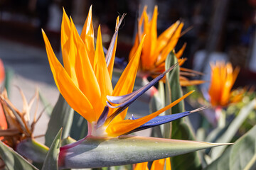 Colorful bird of paradise flower.