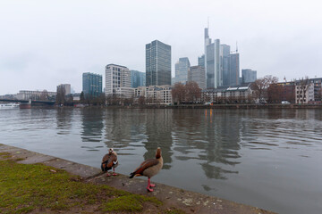 Obraz premium Two Egyptian geese (Alopochen aegyptiaca) on the bank of the Main River with the Frankfurt skyline in the background on a cloudy day