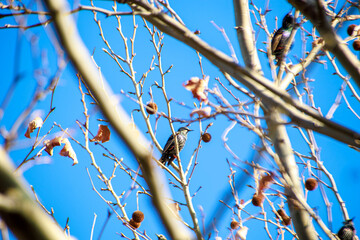 birds on the bare branches of a tree in winter under blue sky
