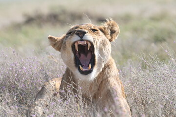 female lion yawing in a field 