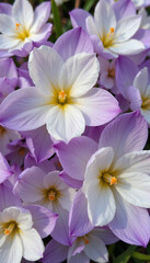 Obraz premium Close-up of blooming white and purple flowers 