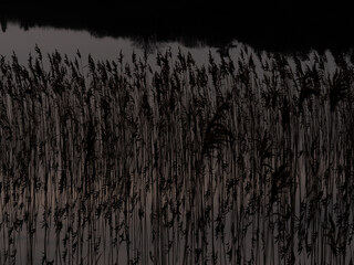 Reeds in a river at dusk