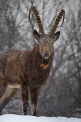 Fototapeta premium Male Siberian ibex Capra sibirica