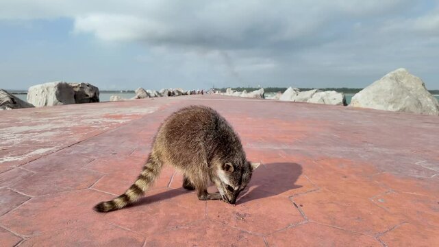 A raccoon walks looking towards the camera. The pier in the city of Tampico, Mexico has become the habitat of these beautiful scavenging mammals.