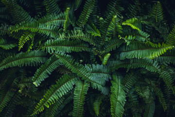 Lush green fern leaves with detailed fronds in natural setting