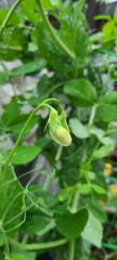 Fototapeta premium Snow Pea Plant Growing Blossom Growth Homestead Garden 