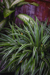 Fototapeta premium Lush green dracaena leaves in a vibrant garden setting