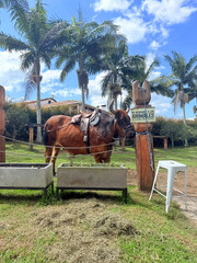 Cebu Bull with Saddle and Palm Trees