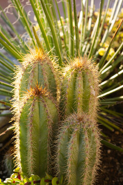Close up cereus jamacaru, known as mandacaru or cardeiro is a cactus desert